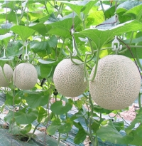 QUY TRÌNH TRỒNG DƯA LƯỚI CHUẨN NĂNG SUẤT CAO