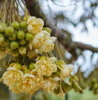 QUY TRÌNH LÀM BÔNG SẦU RIÊNG MÙA THUẬN CHUẨN NĂNG SUẤT CAO