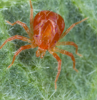 Nguyên nhân, tác hại của nhện hại sầu riêng và giải pháp hiệu quả từ CÔNG TY TNHH THƯƠNG MẠI DỊCH VỤ THIÊN HƯƠNG XANH