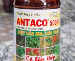 DIỆT MẦM ANTACO
