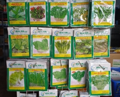 HẠT GIỐNG RAU CỦ