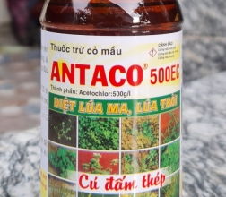 DIỆT MẦM ANTACO