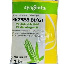 BẮP BIẾN ĐỔI GEN NK 7328