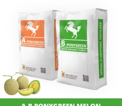 A-B PONYGREEN MELON