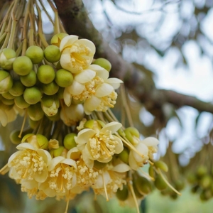 quy-trinh-lam-bong-sau-rieng-mua-thuan-chuan-nang-suat-cao