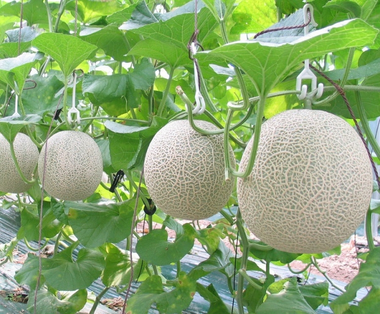 QUY TRÌNH TRỒNG DƯA LƯỚI CHUẨN NĂNG SUẤT CAO